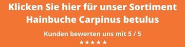 Hainbuche Carpinus betulus kaufen